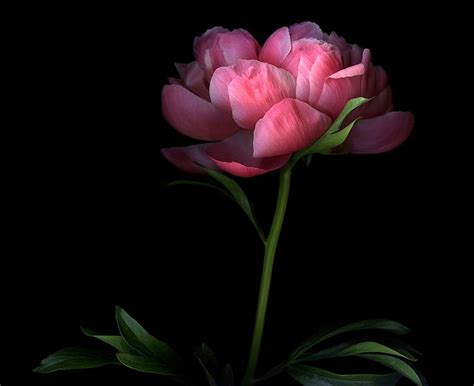 Details More Than Dark Peony Wallpaper Latest In Cdgdbentre