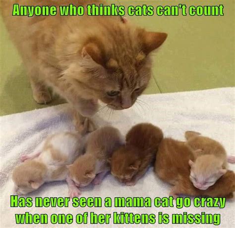 Pin By Kimberly Wedel On Cats Cat Memes Cute Animals Kittens