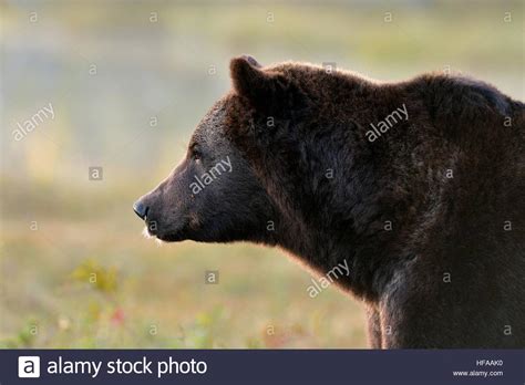 Brown Bear Portrait Side View Of Brown Bear Stock Photo