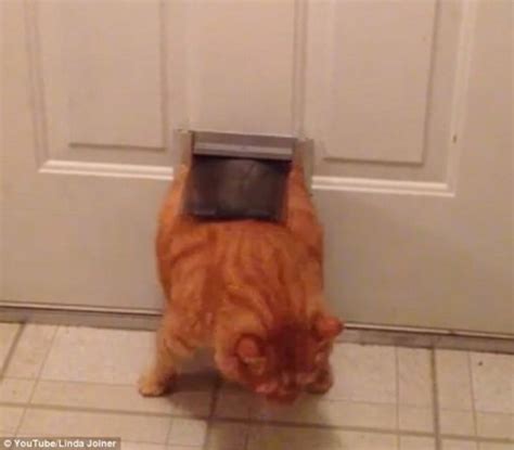 24 Cats That Have Got Themselves Into Terrible Situations Blazepress