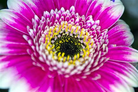 Flower Macro Free Photo Download Freeimages