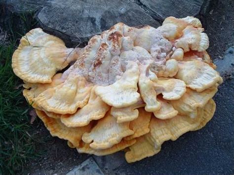 Chicken Of The Woods Laetiporus Sulphureus Species Information Page