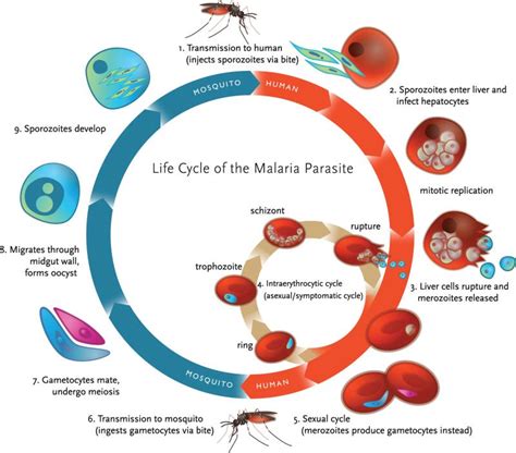 Plasmodium A Malarial Parasite Characteristics And Classification
