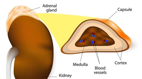 Adrenal Gland Structure Location And Hormones Online Biology Notes