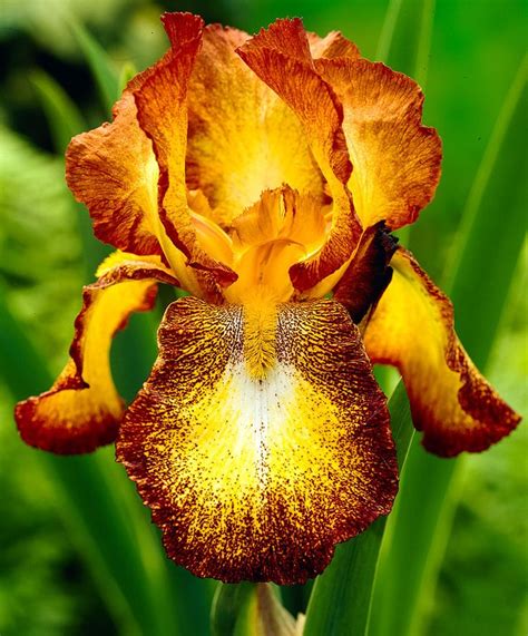 434 Best Iris Images On Pinterest Bearded Iris Iris