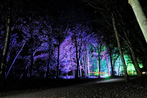 The Forest Of Light Run 2019 Thetford Forest Pink Lamp Event