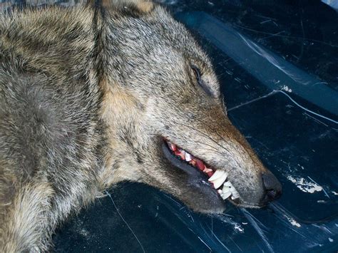 Coyote Sightings In Fairfax County