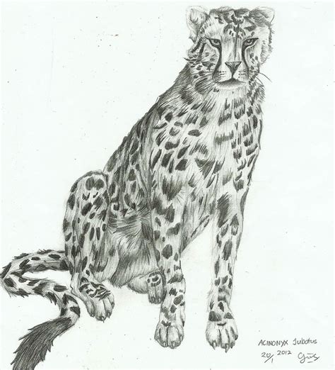 Sitting Cheetah By Aloysiagrace On Deviantart