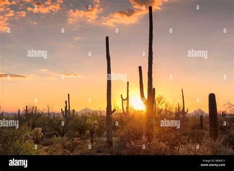 Sunset View Of The Saguaro Cacti In Sonoran Desert Near Phoenix