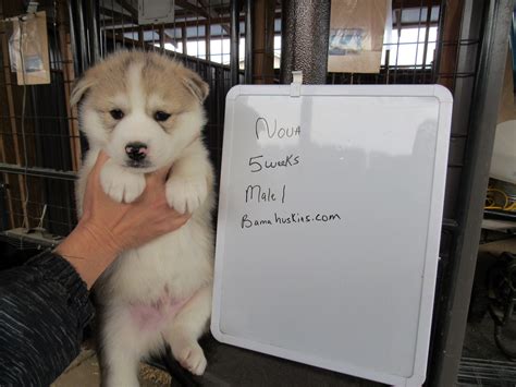 How to bottle feed puppies. Nova's Husky Puppies 5 Weeks Old - Siberian Husky Puppies ...