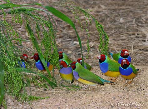 Red Headed Gouldians Uncommon Lives Northern Australia By Cheryl Mares
