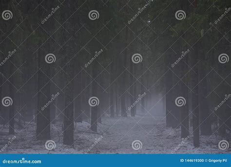 Foggy Forest Path Stock Photo Image Of Beautiful Forest 144619300