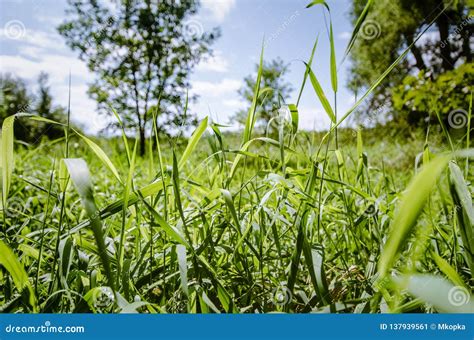 Close Up Of Tall Grasses In A Field Meadow On A Sunny Summer Day In The Midwest Usa Stock Image