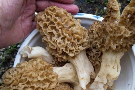 Top 6 Edible Wild Mushrooms In Michigan