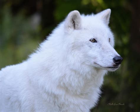 Artic Grey Wolf Atka From Photograph By Chelleanne Paradis