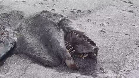 Monster Carcass Washes Ashore In New Zealand Fox News