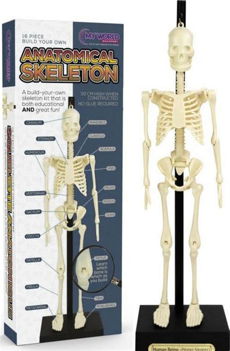 Styles Cheap Funtime Skulls Anatomical Skeleton Kit · Ingridnell