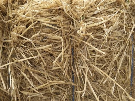 Barley Straw 8x4x3 300 X 485 Kg Approx Bales And Shedded Farm Tender