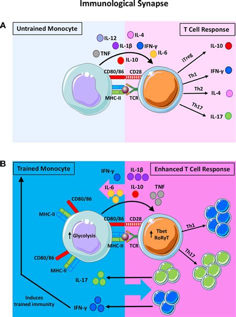 Frontiers The Effects Of Trained Innate Immunity On T Cell Responses