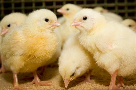 Man Mails Ex 15 Baby Chicks To Prove There Are Other Chicks