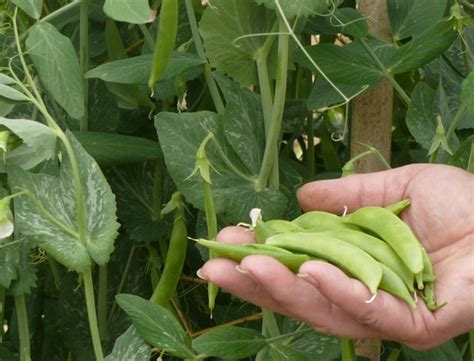Peas Discover The Only Heirloom Snap Pea Tending My Garden