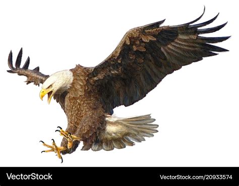 Bald Eagle Attack Hand Draw And Paint On White Vector Image