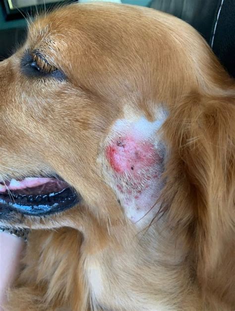 זקן שנורקל יישור Red Spots On Dogs Skin חומצה להמתיק מגנטי