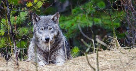 Someone Illegally Shot And Killed This Rare Wolf Grey Wolf Wolf Canine
