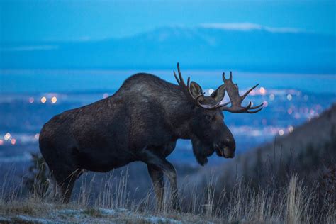 A Primer On Alaska Animals And Where To See Them Safely Anchorage