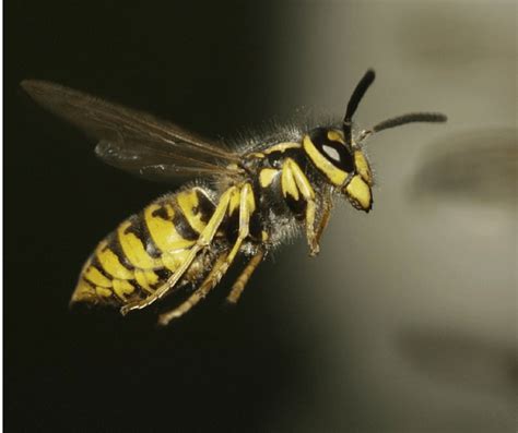 Yellow Jacket Trap Make Your Own Carolina Honeybees