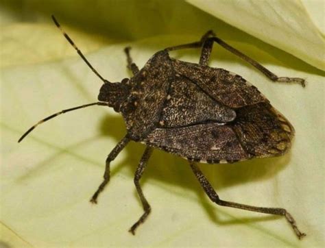 How To Tell The Difference Between Good Stink Bugs And Bad Stink Bugs