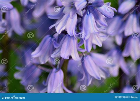 Bluebells In Spring Stock Photo Image Of Purple Tree 91570748