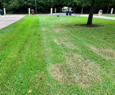 St Augustine Grass Greengate Turf And Pest