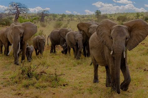 Tarangire National Park In Tanzania Luxury Accommodation Ker Downey