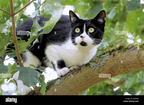 Scared Cat On A Tree Stock Photo Alamy