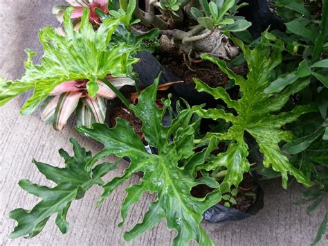 I bought a philodendron hope selloum in february in an eight inch pot, and it's done well for five months. Philodendron Gardener: Some Philodendrons on Sale at the ...