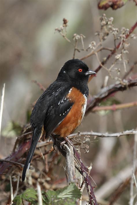 Spotted Towhee | A spotted Towhee posing in the sunlight ...