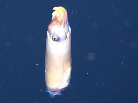 See Strange Squid Filmed In The Wild For The First Time Strange