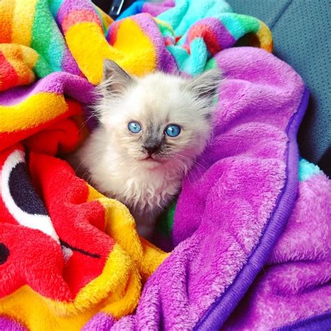 Blue Point Ragdoll Kitten 😍 Ragdoll Kitten Blue Point Ragdoll Ragdoll