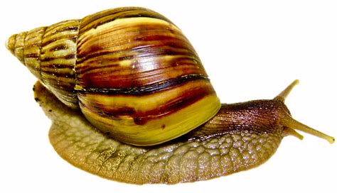 Giant African Land Snail Photo Copyright Please Do Not Use Without