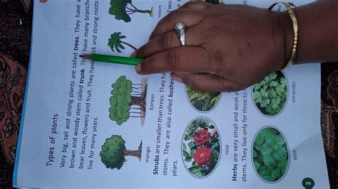 Class 2 Science Chapter 1plants Around Us By Sumitra Miss Youtube