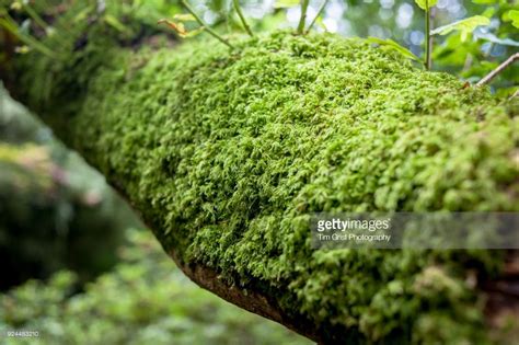 Close Up Of A Moss Covered Tree Branch Tree Branches Trees Royalty