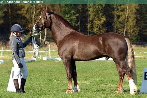 Welsh Cob Section D Stallion Kotimäen Magician Beautiful Horses