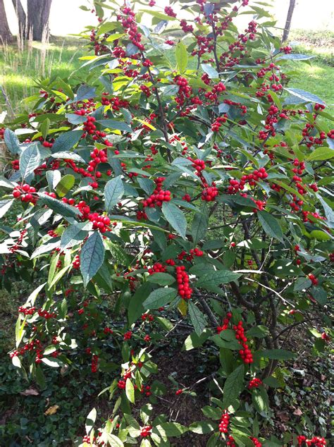 winterberry bush prettiest it has ever been since planting must have a male and female