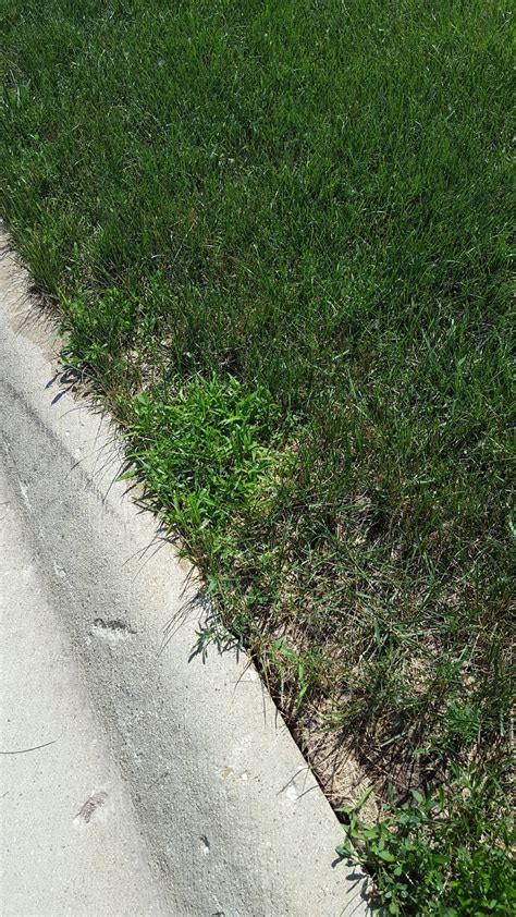 Lawndoctor Lawn Care Insights I Have Crabgrass In Spring Or Do I