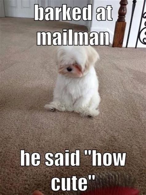 50 Best Funny Dog Memes For National Dog Day Yourtango Funny Cute