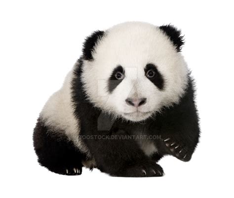 Bear Panda On A Transparent Background By Zoostock On Deviantart