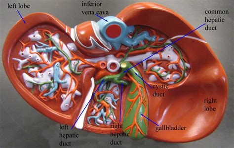 Right lobe of liver anatomy, diagram & function | body maps the liver is divided into two lobes the right lobe related searches for labeled diagram of liver where is your liver locatedwhat does the. Image result for liver model labeled | Anatomy, Anatomy ...
