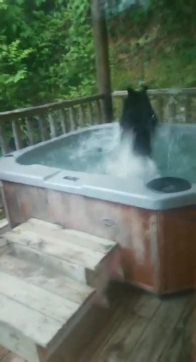 Bear Takes Dip In Hot Tub Jukin Licensing