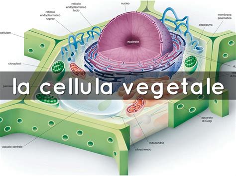 La Cellula Vegetale By Rermelinda